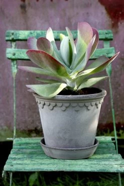 Bergs Potter Copenhagen Pot Grey, 35 Cm 8 Bergs Potter Copenhagen Pot Grey, 35 Cm -Sunny Garden Shop bergs potter copenhagen pot grey 17