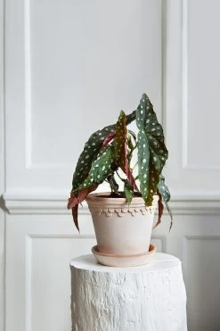 Sunny Garden Shop -Sunny Garden Shop bergs potter copenhagen pot pink 14 2