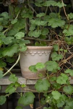 Bergs Potter Copenhagen Pot Rose, 12 Cm 11 Bergs Potter Copenhagen Pot Rose, 12 Cm -Sunny Garden Shop bergs potter copenhagen pot rose 12