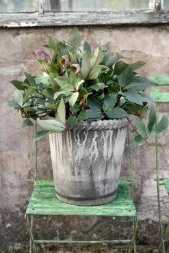 Bergs Potter Emilia Pot Grey, 30 Cm 10 Bergs Potter Emilia Pot Grey, 30 Cm -Sunny Garden Shop bergs potter emilia pot grey 9 1