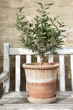 Bergs Potter Emilia Pot Rose, Ø21 Cm -Sunny Garden Shop bergs potter emilia pot rose 11 4