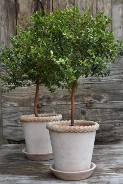 Bergs Potter Emilia Pot Rose, Ø21 Cm -Sunny Garden Shop bergs potter emilia pot rose 12 4