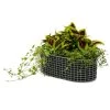 Korbo Flower Box 49x20 Cm, Acid-proof Stainless Steel