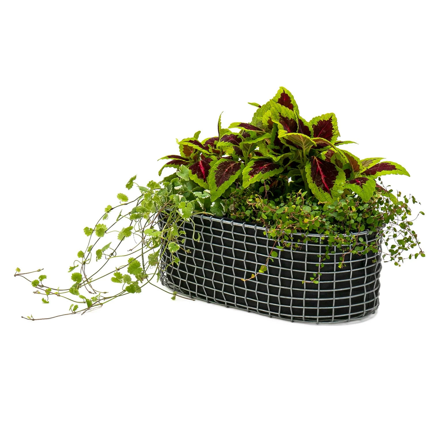 Korbo Flower Box 49x20 Cm, Galvanised Steel 3 Korbo Flower Box 49x20 Cm, Galvanised Steel