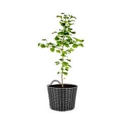 Korbo Bin 16 Basket, Acid Proof Stainless Steel -Sunny Garden Shop korbo bin 16 basket 20