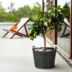 Korbo Classic 24 Basket, Acid-Proof Stainless Steel -Sunny Garden Shop korbo classic basket acid proof stainless steel 28